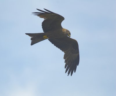 Zwarte Wouw/Black Kite