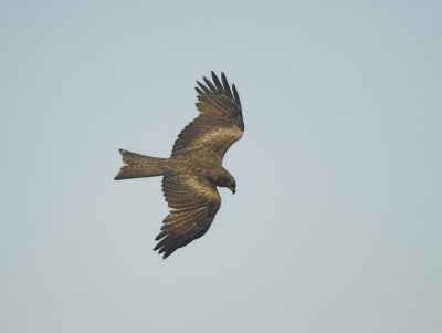Zwarte Wouw/Black Kite