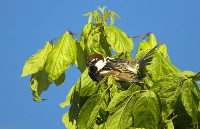 Spaanse Mus/Spanish Sparrow