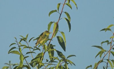 Orpheusspotvogel/Melodious Warbler