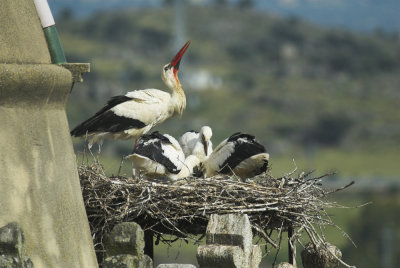 Ooievaar/White Stork
