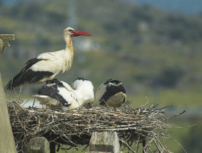 Ooievaar/White Stork