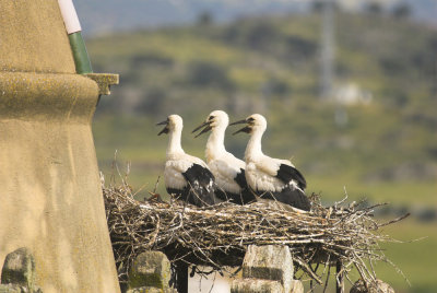 Ooievaar/White Stork