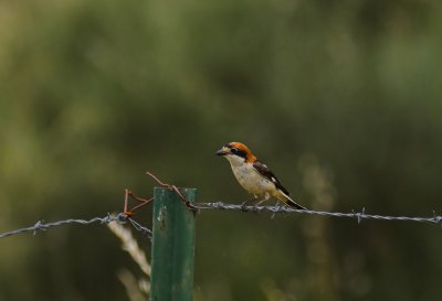 Roodkopklauwier/Woodchat Shrike