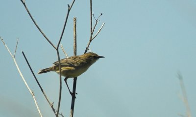 Graszanger/Fan - Tailed Warbler