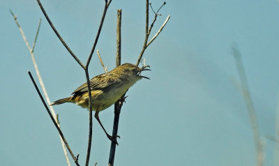 Graszanger/Fan-Tailed Warbler