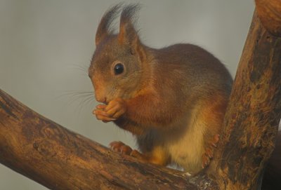 Eekhoorn/Squirrel 29 december 2011
