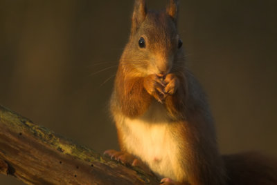 Eekhoorn/Squirrel 29 december 2011