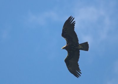 Spaanse Keizerarend/Spanish Imperial Eagle 22/04/2012.