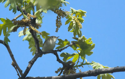 Bergfluiter/Bonelli's warbler