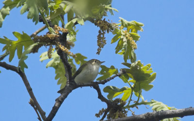 Bergfluiter/Bonelli's warbler