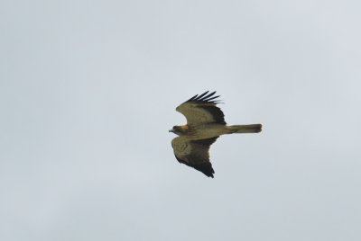 Dwergarend/Booted Eagle