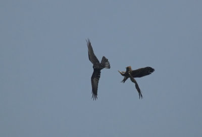 Raaf en Dwergarend/Raven and Booted Eagle