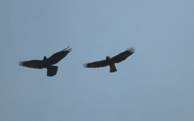 Raaf en Dwergarend/Raven and Booted Eagle