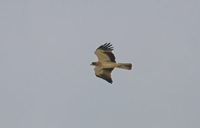 Dwergarend/Booted Eagle