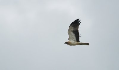 Dwergarend/Booted Eagle