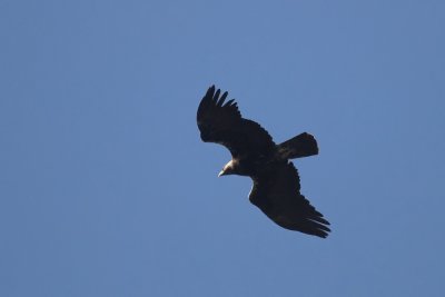 Spaanse Keizerarend/Spanish Imperial Eagle