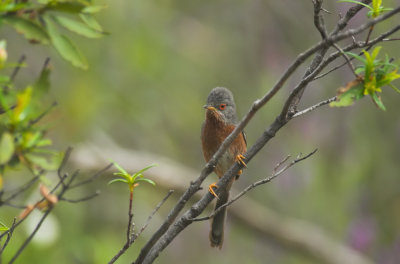 Provencaalse Grasmus/ Dartford Warbler