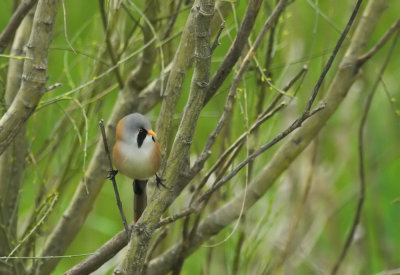 Baardman/Bearded Tit