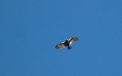 Spaanse Keizerarend/Spanish Imperial Eagle