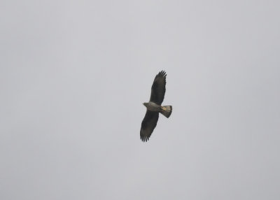 Havikarend/Bonelli's Eagle