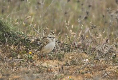 Kalanderleeuwerik/Calandra Lark