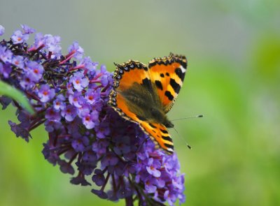 Kleine Vos/Small Tortoiseshell 5-08-2012