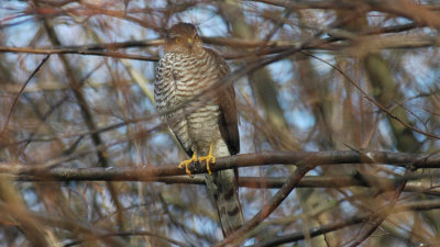 Sperwer/ Sparrowhawk Kalmthout 26 januari 2008