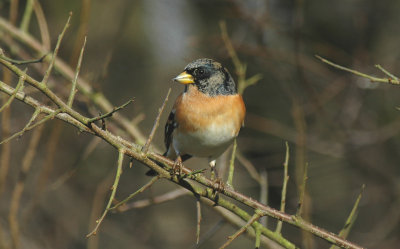 Keep/Brambling Kalmthout 26 januari 2008