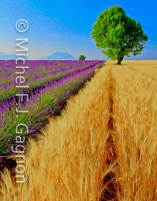 Impressions of Valensole (25) - GOLD