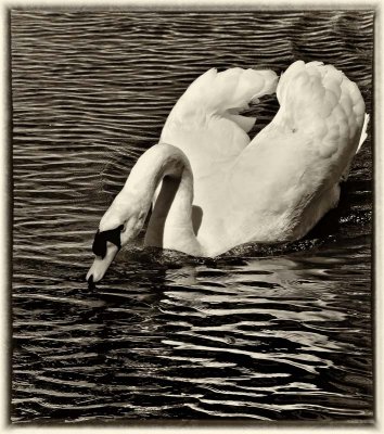 Swan in rippled water sepia toned.jpg