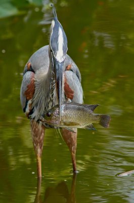 _DSC2412 FRESH FISH.jpg