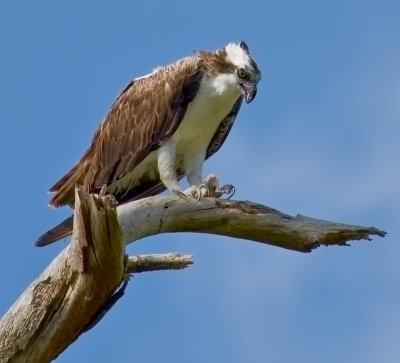 _DSC3522 Osprey with a Snack.jpg