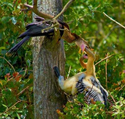 _DSC5726 Feeding Time 1.jpg