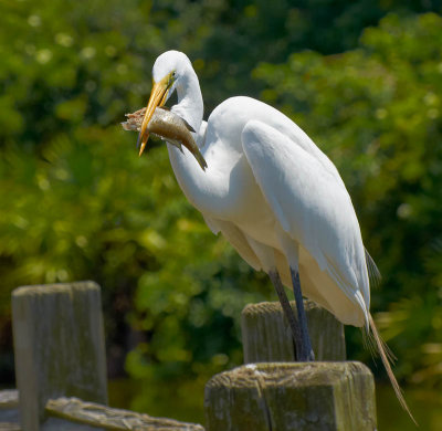 _DSC6597 Egret with Fish.jpg