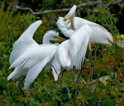 _DSC9699 HUNGRY EGRETS 2.jpg