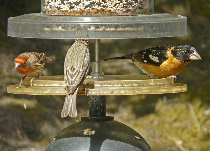 House Finches & Black-headed Grosbeak