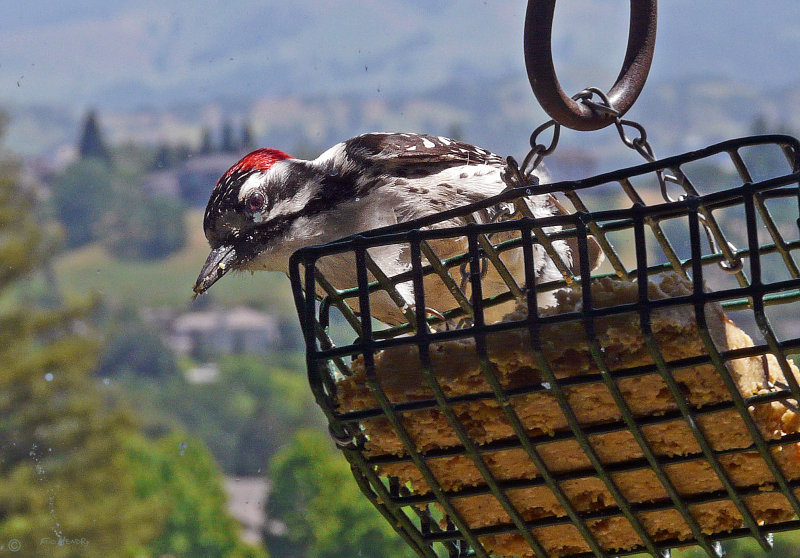 Nuttails  Woodpecker