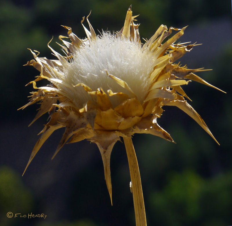 Dead Flowers