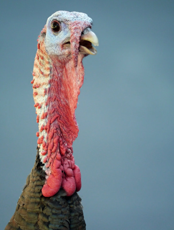 Wild Turkey Portrait - Female