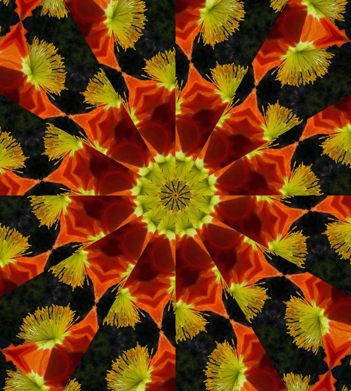 Kaleidoscope: Mex Poppy  # 3