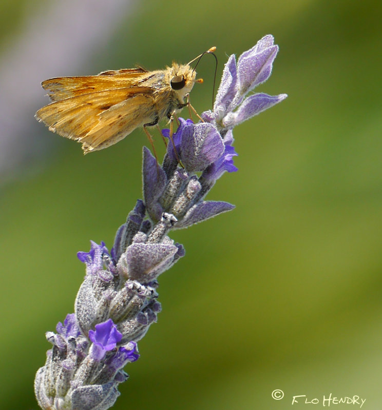 Skipper on Lavender 