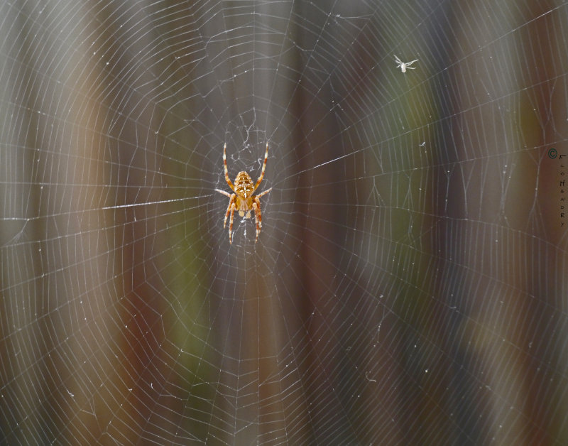 Garden Orb Spider on Web (Araneus diadematus) 