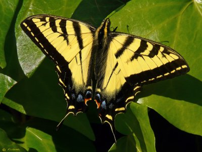 swallowtail butterfly_full markings1.jpg