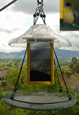 Bird Choice Feeder & Songbird Essentials Seed Hoop