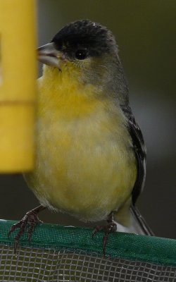 Lesser Goldfinch  