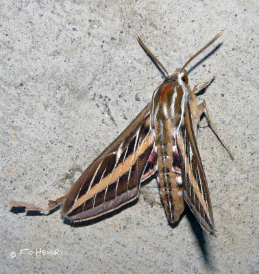 ?White-lined Sphinx Moth ?