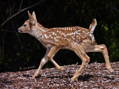 Black-tailed Deer  Fawn Trotting