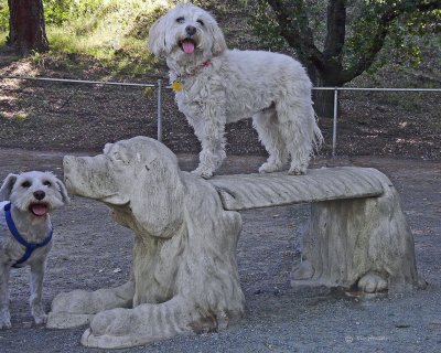 King of  the Dog Park Bench