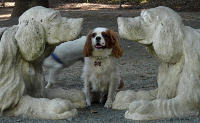 Framed King Charles Cavelier